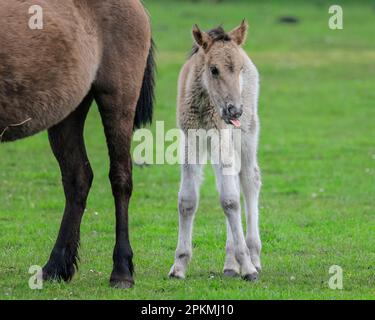 Merfelder Bruch, Dülmen, Deutschland. 08. April 2023. Ein kleines Fohlen steht mit seiner Mutter im Gras. Die Dülmener (oder Dülmen Wildponys) ist eine Rasse, die als stark vom Aussterben bedroht eingestuft wird. Eine Herde von über 350 lebt in einem Gebiet von etwa 3,5 km2 in Merfelder Bruch, nahe der Stadt Dülmen, NRW. Sie müssen ihre eigene Nahrung (im Winter mit Heu ergänzt) und Unterkünfte finden und werden nicht tierärztlich kontrolliert, was die Stärke der Rasse fördert. Kredit: Imageplotter/Alamy Live News Stockfoto