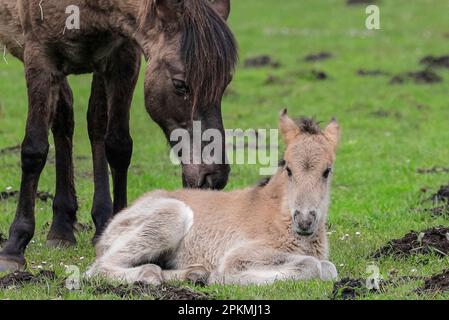 Merfelder Bruch, Dülmen, Deutschland. 08. April 2023. Ein kleines Fohlen ruht im Gras, geschützt von seiner Mutter. Die Dülmener (oder Dülmen Wildponys) ist eine Rasse, die als stark vom Aussterben bedroht eingestuft wird. Eine Herde von über 350 lebt in einem Gebiet von etwa 3,5 km2 in Merfelder Bruch, nahe der Stadt Dülmen, NRW. Sie müssen ihre eigene Nahrung (im Winter mit Heu ergänzt) und Unterkünfte finden und werden nicht tierärztlich kontrolliert, was die Stärke der Rasse fördert. Kredit: Imageplotter/Alamy Live News Stockfoto