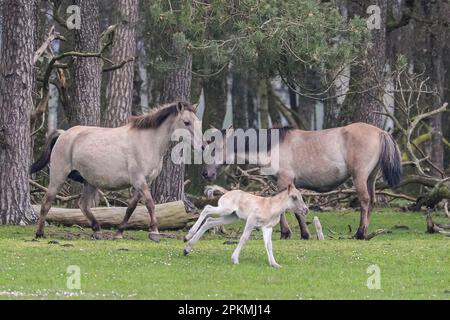 Merfelder Bruch, Dülmen, Deutschland. 08. April 2023. Ein kleines Fohlen galoppiert mit seiner Mutter im Gras und im Wald herum. Die Dülmener (oder Dülmen Wildponys) ist eine Rasse, die als stark vom Aussterben bedroht eingestuft wird. Eine Herde von über 350 lebt in einem Gebiet von etwa 3,5 km2 in Merfelder Bruch, nahe der Stadt Dülmen, NRW. Sie müssen ihre eigene Nahrung (im Winter mit Heu ergänzt) und Unterkünfte finden und werden nicht tierärztlich kontrolliert, was die Stärke der Rasse fördert. Kredit: Imageplotter/Alamy Live News Stockfoto