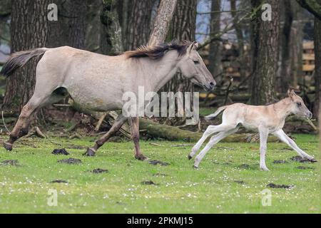 Merfelder Bruch, Dülmen, Deutschland. 08. April 2023. Ein kleines Fohlen galoppiert mit seiner Mutter im Gras und im Wald herum. Die Dülmener (oder Dülmen Wildponys) ist eine Rasse, die als stark vom Aussterben bedroht eingestuft wird. Eine Herde von über 350 lebt in einem Gebiet von etwa 3,5 km2 in Merfelder Bruch, nahe der Stadt Dülmen, NRW. Sie müssen ihre eigene Nahrung (im Winter mit Heu ergänzt) und Unterkünfte finden und werden nicht tierärztlich kontrolliert, was die Stärke der Rasse fördert. Kredit: Imageplotter/Alamy Live News Stockfoto