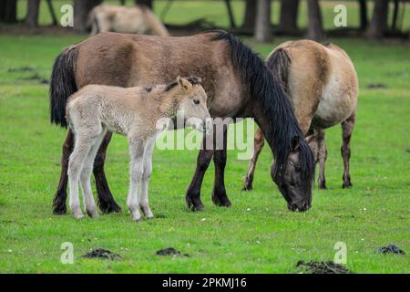 Merfelder Bruch, Dülmen, Deutschland. 08. April 2023. Ein kleines Fohlen steht mit seiner Mutter im Gras. Die Dülmener (oder Dülmen Wildponys) ist eine Rasse, die als stark vom Aussterben bedroht eingestuft wird. Eine Herde von über 350 lebt in einem Gebiet von etwa 3,5 km2 in Merfelder Bruch, nahe der Stadt Dülmen, NRW. Sie müssen ihre eigene Nahrung (im Winter mit Heu ergänzt) und Unterkünfte finden und werden nicht tierärztlich kontrolliert, was die Stärke der Rasse fördert. Kredit: Imageplotter/Alamy Live News Stockfoto