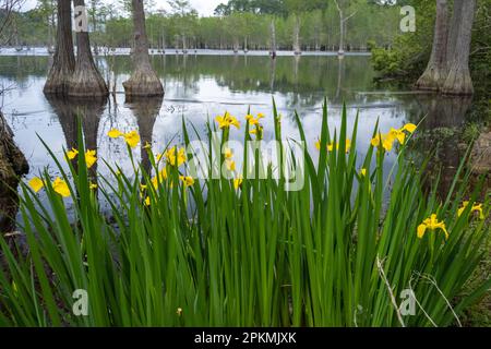 Im Frühling könnt ihr im Watson Pond im malerischen George L. Smith II State Park in Twin City, Georgia, Zypressen bewundern. (USA) Stockfoto