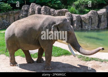 Asiatischer Elefant, Elephas maximus, Nest an einem Teich, in Gefangenschaft Stockfoto