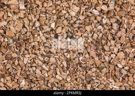 Hintergrund der organisch trockenen kalamuswurzel. Der lateinische Name ist Acorus calamus. Nahaufnahme der Hintergrundtextur. Draufsicht. Der Begriff der Kräuterbehandlung. Stockfoto