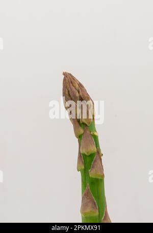 Nahaufnahme eines frischen einzelnen Spargelspießes auf isoliertem weißem Hintergrund. Stockfoto
