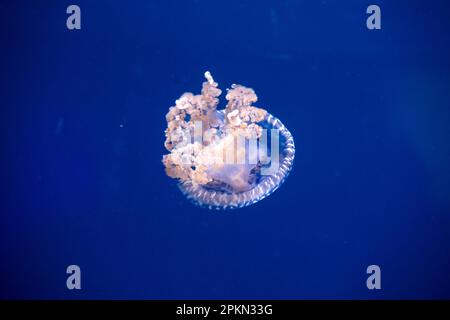 Nahaufnahme einer Spiegelei (Cotylorhiza tuberculata)-Qualle, auch bekannt als mediterrane Qualle im blauen Wasser Stockfoto