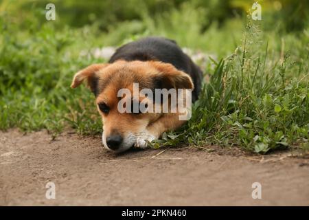 Süßer Hund, der draußen auf grünem Gras liegt Stockfoto