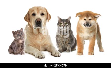 Süße Hunde und Katzen auf weißem Hintergrund Stockfoto