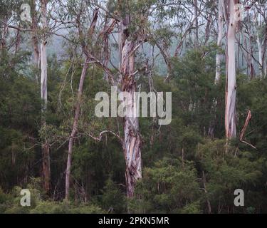 Eine Australische Busch-Szene Stockfoto