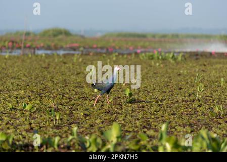 Bronzeschwingiger Jacana-Vogel im Sumpf bei Talae Noi, Phatthalung, Thailand. Stockfoto