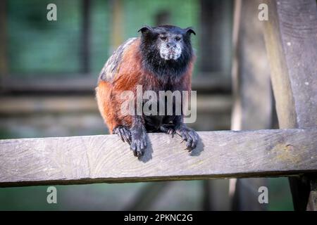 Goldmanteltamarin (Leontocebus tripartitus) auf der Isla de los Monos in Iquitos, Peru Stockfoto