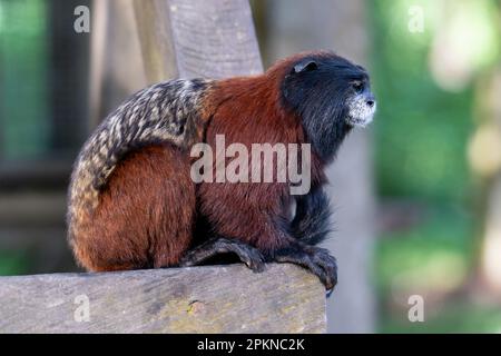 Goldmanteltamarin (Leontocebus tripartitus) auf der Isla de los Monos in Iquitos, Peru Stockfoto