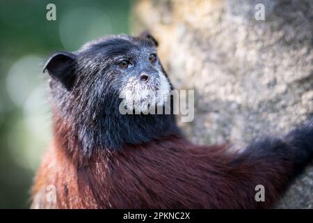 Goldmanteltamarin (Leontocebus tripartitus) auf der Isla de los Monos in Iquitos, Peru Stockfoto