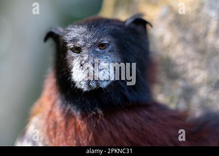 Goldmanteltamarin (Leontocebus tripartitus) auf der Isla de los Monos in Iquitos, Peru Stockfoto