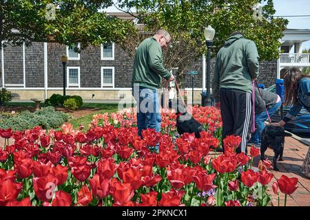 Zwei Männer unterhalten sich zwanglos mit ihren schwarzen Labradoren in der Nähe eines lebhaften Bettes aus roten Tulpen und genießen im Frühling einen entspannten Moment im Freien. Stockfoto