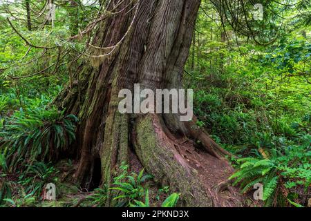 Westlicher Red Cedar (Thuja plicata) Baum entlang Big Tree Trail, Meares Island, Tofino, Kanada. Stockfoto