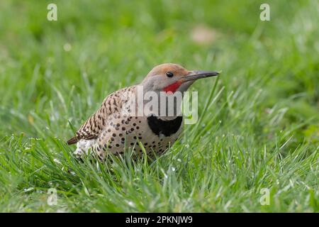 Männlicher „Red-Shaft“ Northern Flicker (Colaptes auratus cafer), Sacramento County California USA Stockfoto