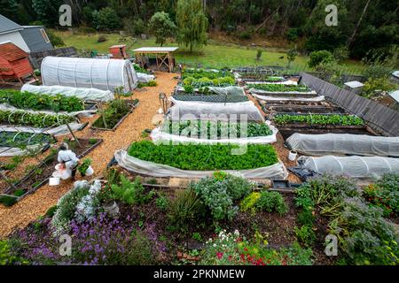 Ein kleiner vorstädtischer Marktgarten mit erhöhten Beeten und einem Basistunnel im Herbst in South Hobart Tasmanien, Australien Stockfoto