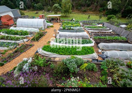 Ein kleiner vorstädtischer Marktgarten mit erhöhten Beeten und einem Basistunnel im Herbst in South Hobart Tasmanien, Australien Stockfoto