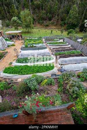 Ein kleiner Bio-Marktgarten mit erhöhten Beeten in South Hobart, Tasmanien Stockfoto