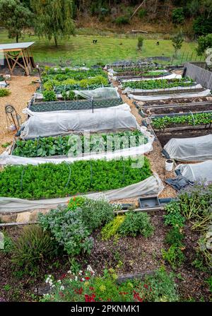 Ein kleiner Bio-Marktgarten mit erhöhten Beeten in South Hobart, Tasmanien Stockfoto