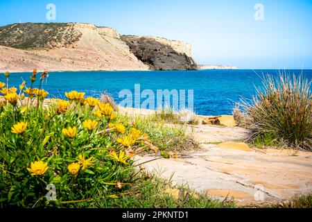 Die Küste der Algarve ist ein atemberaubender Anblick von dieser felsigen Küste, mit gelben Blumen, die einen Panoramablick über Luz Bay bis zu den berühmten schwarzen Klippen bieten. Stockfoto