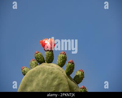 Früchte und Blumen der Feige opuntia (Stachelfeige, Ficus-indica, indische Feige) sind eine Kaktusart, die hauptsächlich als Obstpflanze und auch für die V Stockfoto