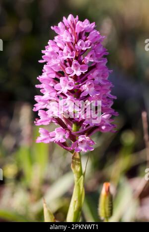 Pyramidenorchideenblüte Stockfoto