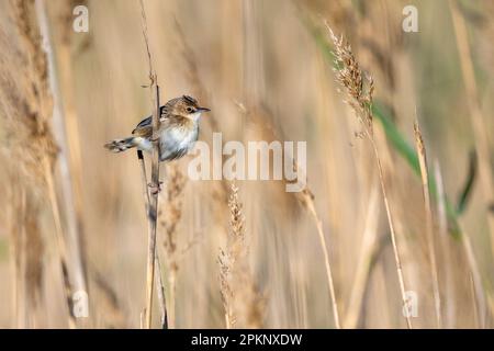 Zitting Cisticola, gestreifter Fantail Warbler, Cisticola juncidis Stockfoto