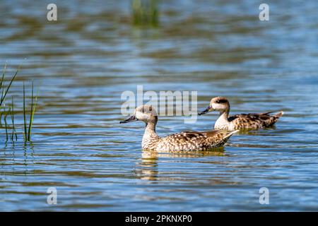 Marmorente, Marmorblaugrün, Marmaronetta angustirostris Stockfoto