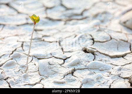 Textur, Hintergrund von trockenem, gerissenem Erdboden. Tiefe Risse im Boden als Symbol für heißes Klima und Dürre. Weltweite Wasserknappheit auf dem Planeten. Konzept Stockfoto