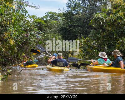 Dschungel, Brasilien - Nov. 2019: Eine Gruppe von Menschen fahren mit dem Kajak zwischen den Bäumen im Hochwasser des Amazonas-Dschungels, Amazonien. Südamerika Stockfoto