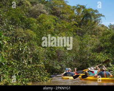 Dschungel, Brasilien - Nov. 2019: Eine Gruppe von Menschen fahren mit dem Kajak zwischen den Bäumen im Hochwasser des Amazonas-Dschungels, Amazonien Stockfoto