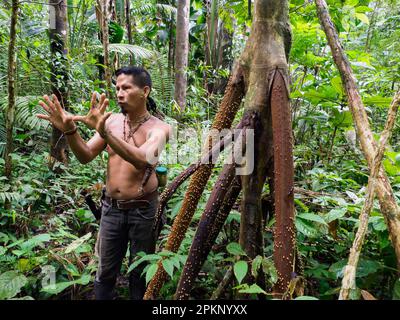 Leticia, Kolumbien - Dez. 2021: Indianer vom Huito-Stamm. Ein Amazonier. Amazonien. Lateinamerika. Stockfoto