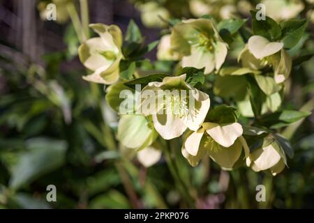 Weihnachtsrose (Helleborus niger) mit hellgelben Blumen und dunkelgrünen Blättern in einem Garten oder Park, immergrüne, mehrjährige Pflanze, Kopierbereich, ausgewählt Stockfoto