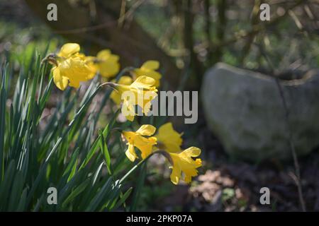 Gelbe Narzissen (Narzisse), die im Frühling in einem Garten blühen, Kopierraum, ausgewählter Fokus, schmale Schärfentiefe Stockfoto