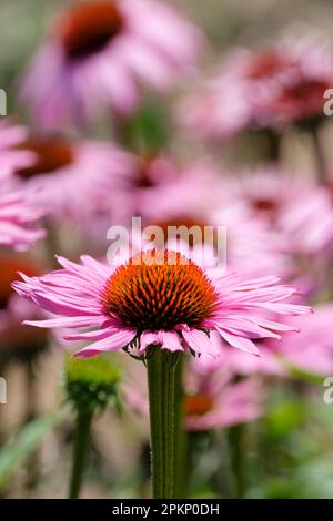 Echinacea purpurea Augustkonigin, Purpursonnenhut Augustkonigin, ganzjährig, dunkelorange-braune Konus, rosa Blütenblätter Stockfoto