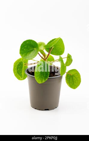 Pilea peperomioides, die chinesische Geldpflanze, UFO-Pflanze, Pfannkuchenpflanze oder Missionarspflanze, isoliert auf weißem Hintergrund. Stockfoto