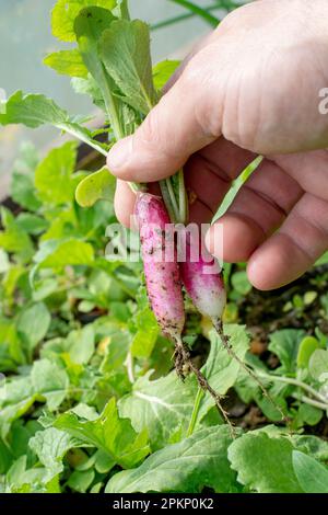 Person, die jungen Bio-Rettich im Gewächshaus pflückt. Menschliche Hand mit frischem Rettich. Gartenarbeit. Stockfoto