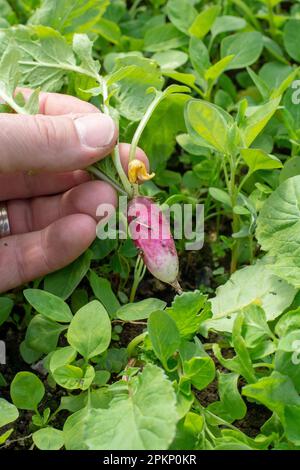 Person, die jungen Bio-Rettich im Gewächshaus pflückt. Menschliche Hand mit frischem Rettich. Gartenarbeit. Stockfoto