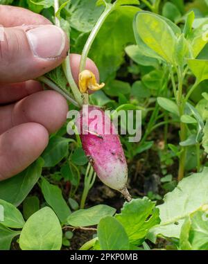 Person, die jungen Bio-Rettich im Gewächshaus pflückt. Menschliche Hand mit frischem Rettich. Gartenarbeit. Stockfoto