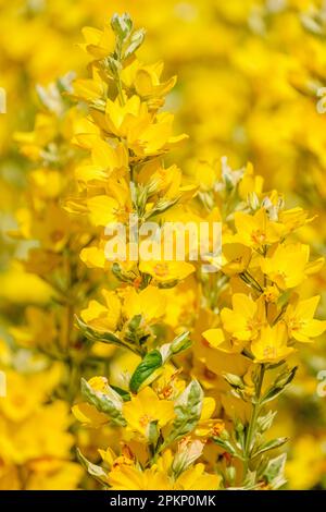 Lysimachia punctata Variegata, Losestrife Alexander, mehrjährige Blätter, Sahne, gelbe Blumen, Stockfoto