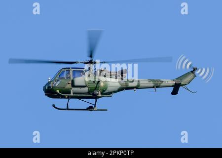 Westland Scout Stockfoto