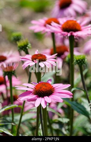 Echinacea purpurea Augustkonigin, Purpursonnenhut Augustkonigin, ganzjährig, dunkelorange-braune Konus, rosa Blütenblätter Stockfoto