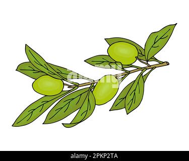 Olivenzweig, grüne Berryes. Doodle Hand Drawn. Vektordarstellung Stock Vektor