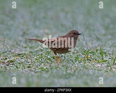Dunnock steht auf Gras Stockfoto