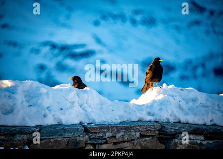 Zwei alpine Drecksäcke, die im Winter an einer Wand sitzen Stockfoto