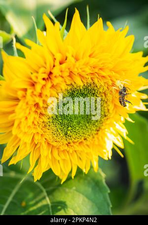 Eine gelbe Spinne hat ihre Beute gefangen und hält eine Wespe, die auf einer Sonnenblume in ihren Tentakeln sitzt. Makroaufnahmen, Nahaufnahme. Nützliche Insekten in der Landwirtschaft Stockfoto