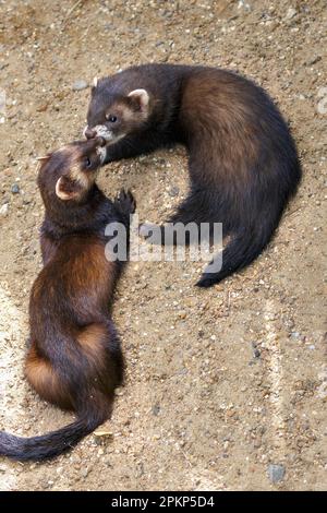 Junge europäische Polecats (mustela putorius) spielen im Sonnenschein Stockfoto