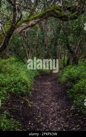 Pfad in Milkwood Forest, Grootbos, Gansbay, Westkap, Südafrika, Afrika Stockfoto